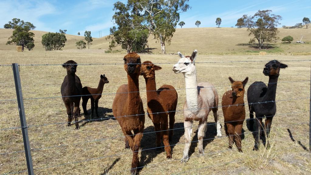 Hillview Farmstay Gundagai Dış mekan fotoğraf