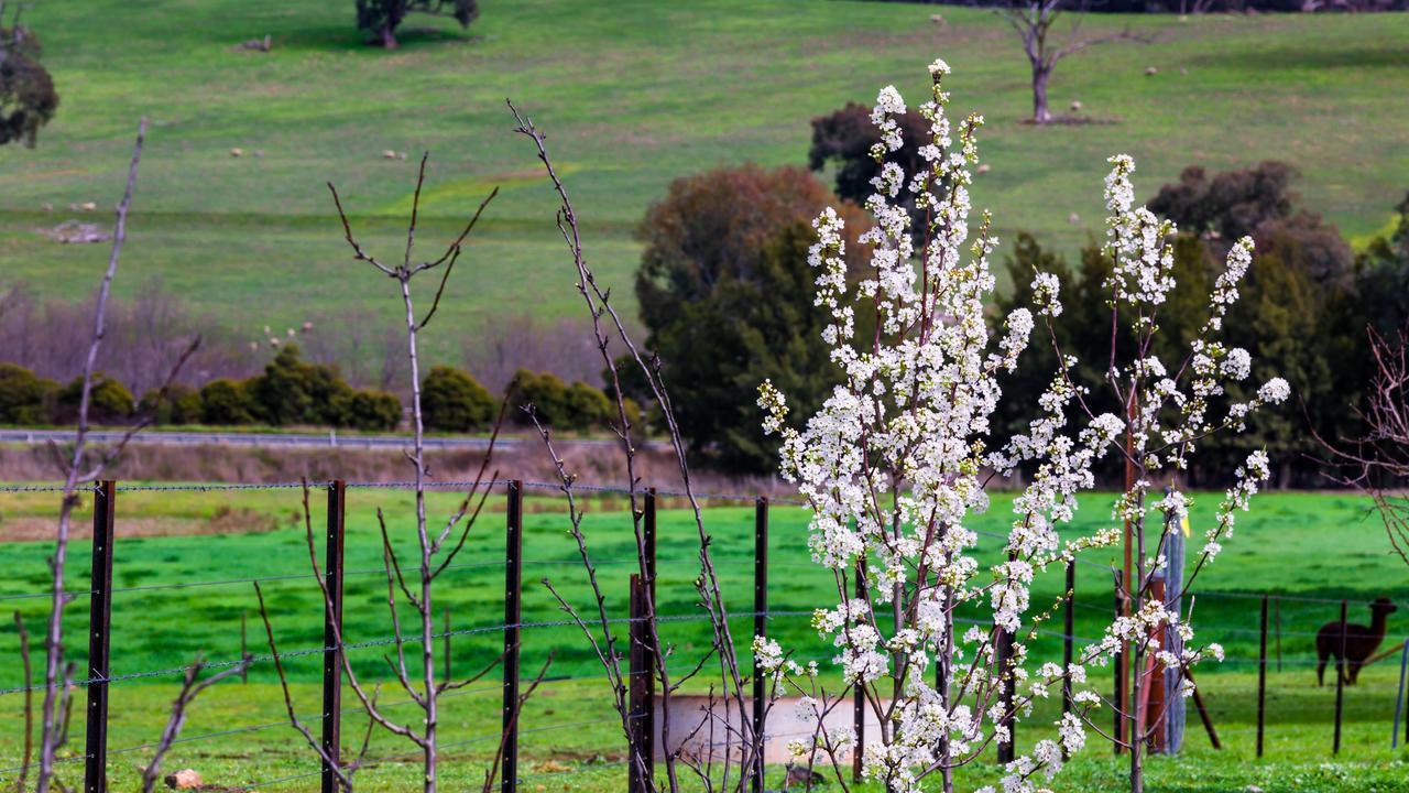 Hillview Farmstay Gundagai Dış mekan fotoğraf