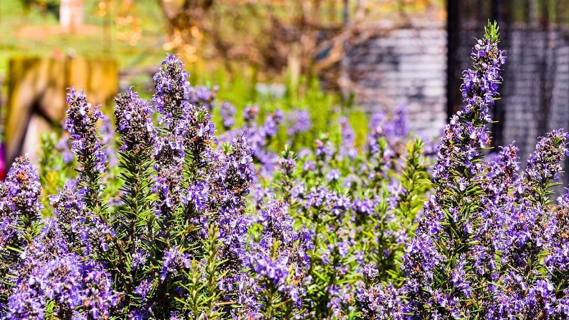 Hillview Farmstay Gundagai Dış mekan fotoğraf