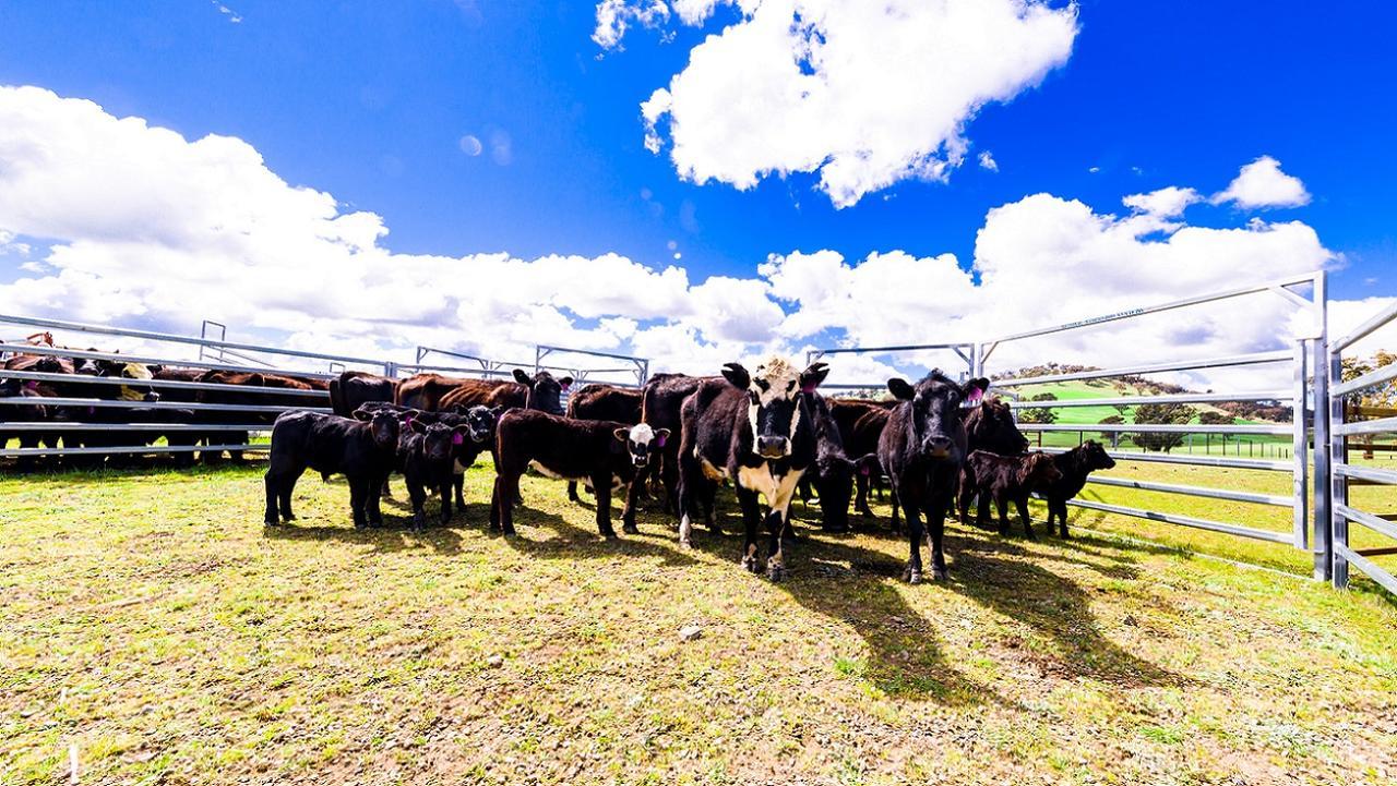 Hillview Farmstay Gundagai Dış mekan fotoğraf